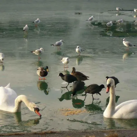 In Siofok/balaton 38420 Apartment Siofok